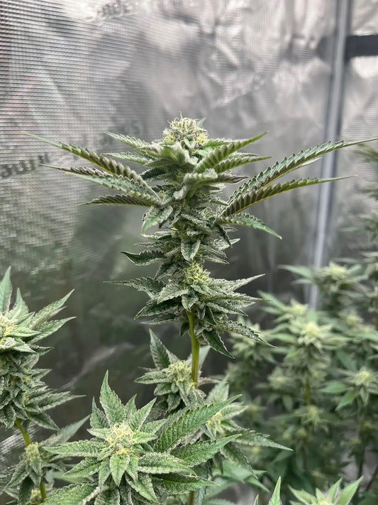 Apple Fritter - Lumpy’s Flowers Cut
